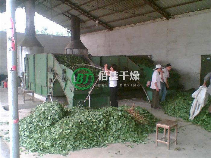 點擊放大 HG銀杏葉烘干機